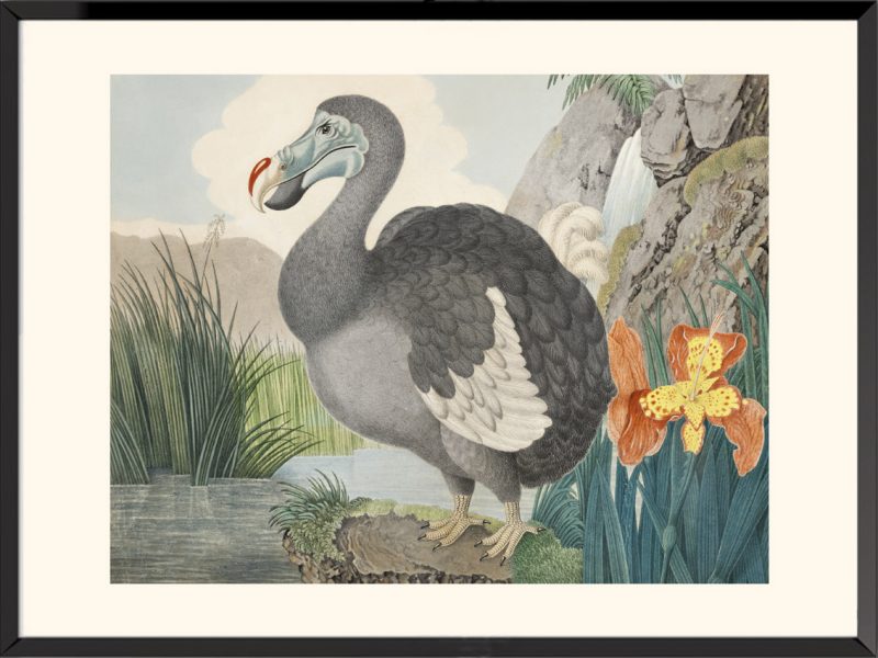 Illustration Dodo Aloys Zötl