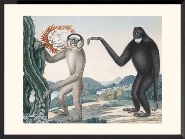 Illustration Giggon houlock