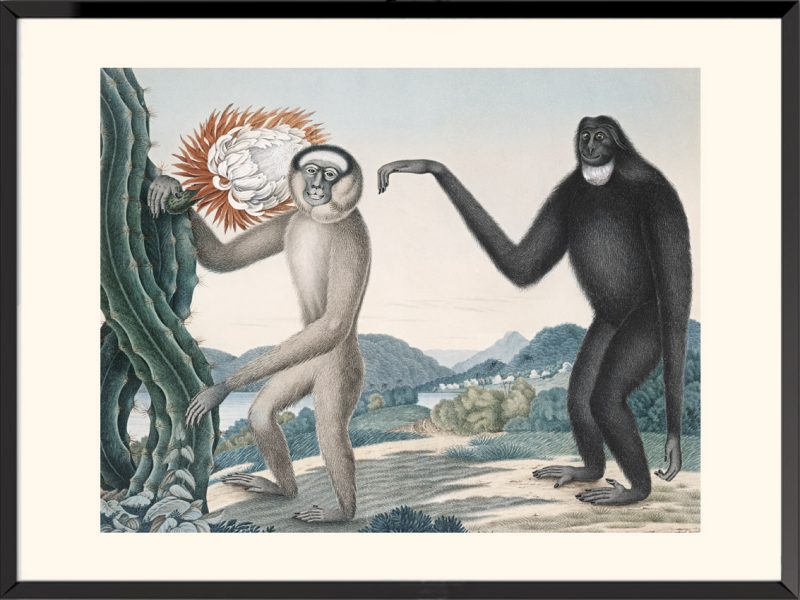 Illustration Giggon houlock