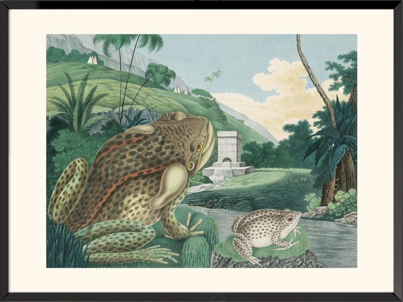 Illustration Grenouille taureau Aloys Zötl