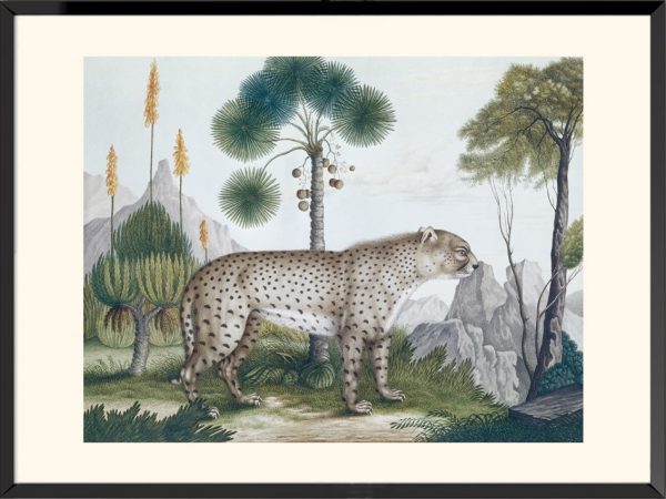 Illustration Le Guépard Aloys Zötl