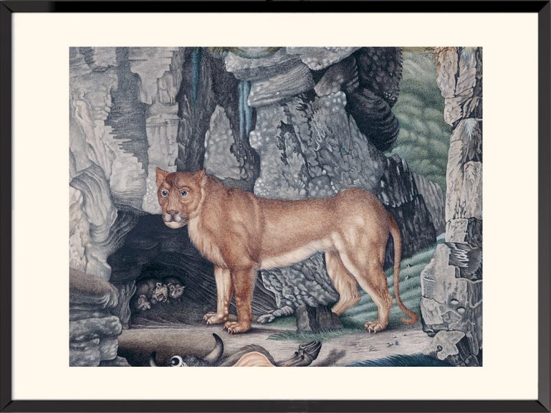 Illustration La Lionne Aloys Zötl