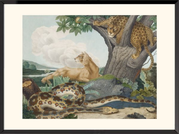 Seba's Python, Aloys Zötl