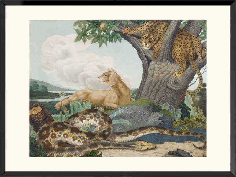 Illustration Python de Seba Aloys Zötl