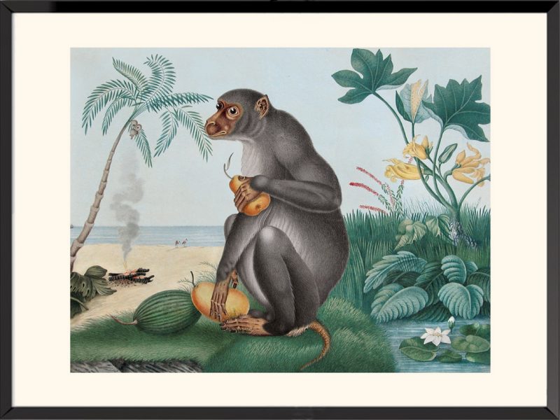 Illustration Macaque Maimon