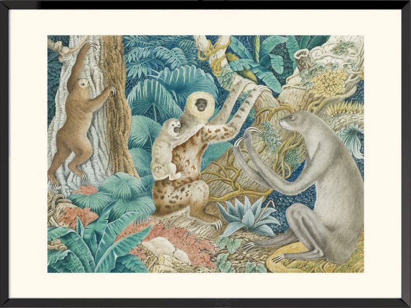 Illustration le paresseux Aloys Zötl
