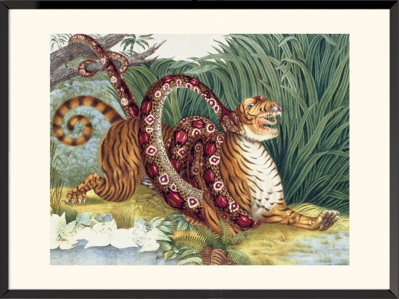 Illustration Boa constrictor Aloys Zotl