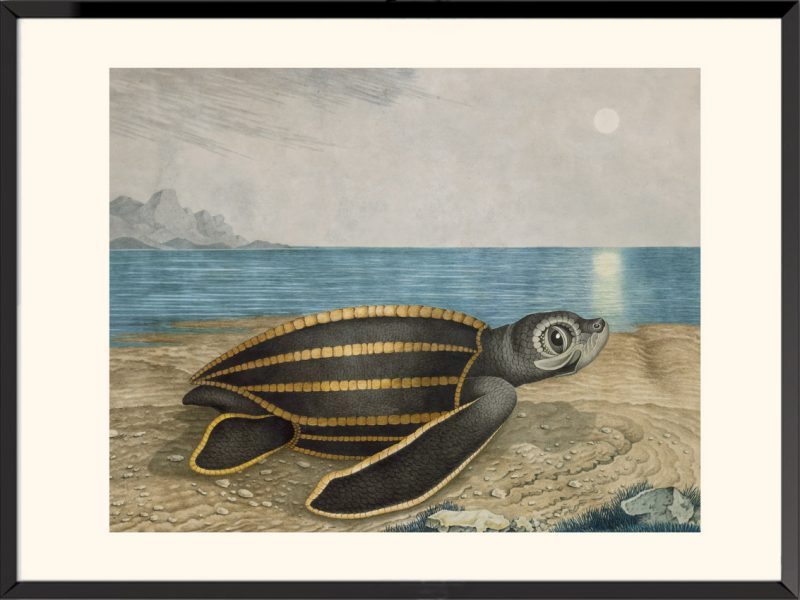 Illustration Tortue luth Aloys Zötl