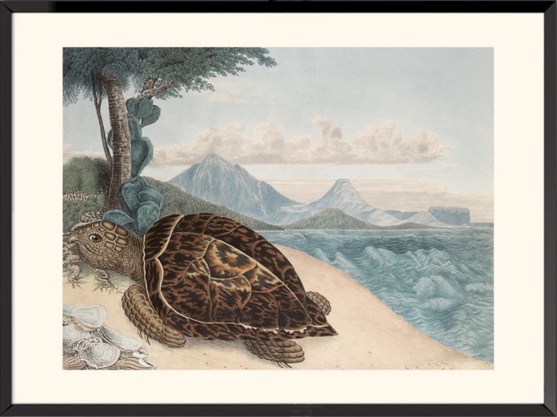 Illustration tortue terrestre Aloys Zötl