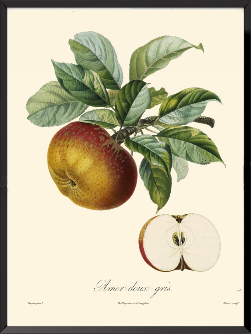 Illustration Poiteau Turpin Amer doux