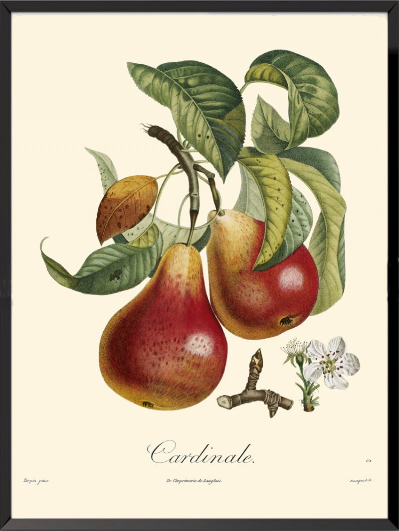 Illustration Poiteau Turpin Cardinale