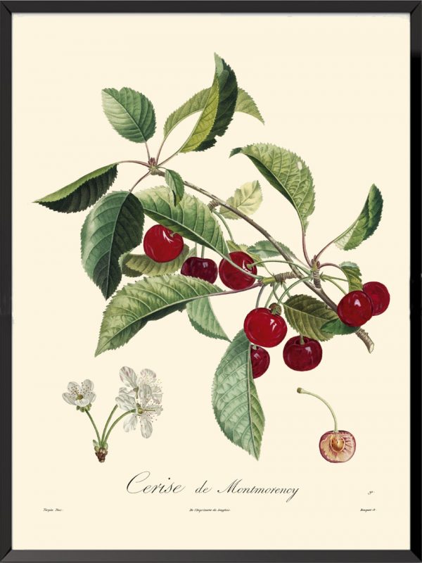 Illustration Poiteau Turpin Cerise de Montmorency