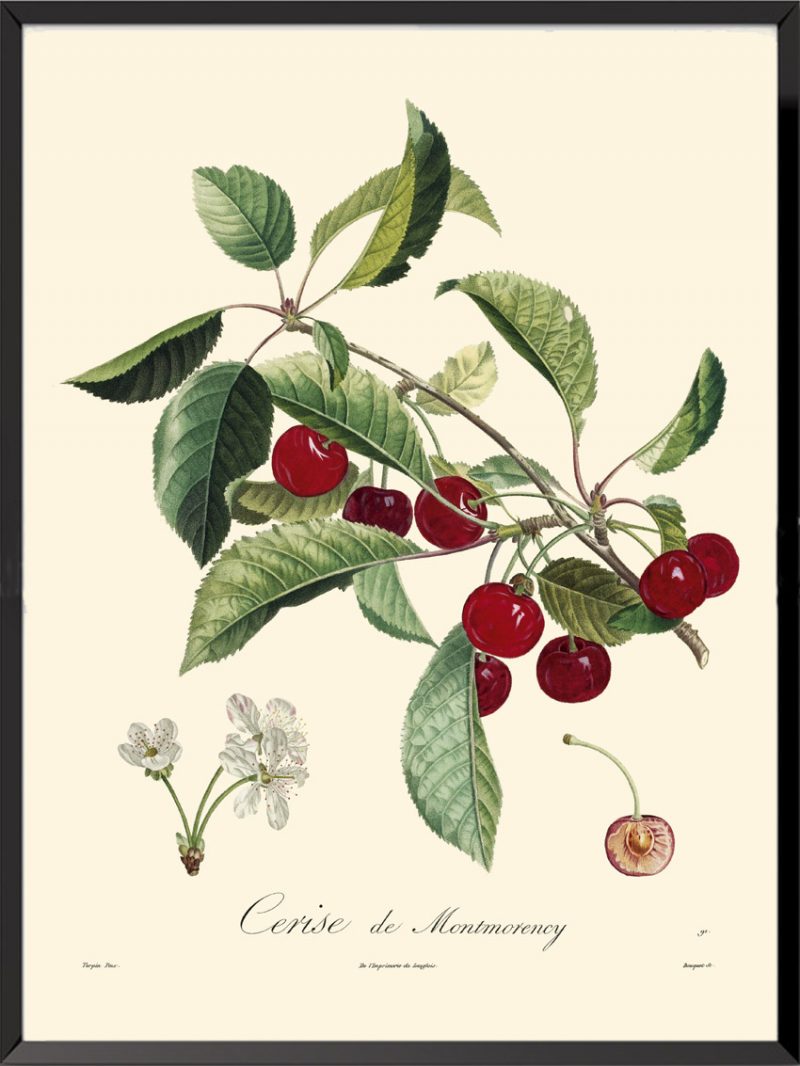 Illustration Poiteau Turpin Cerise de Montmorency