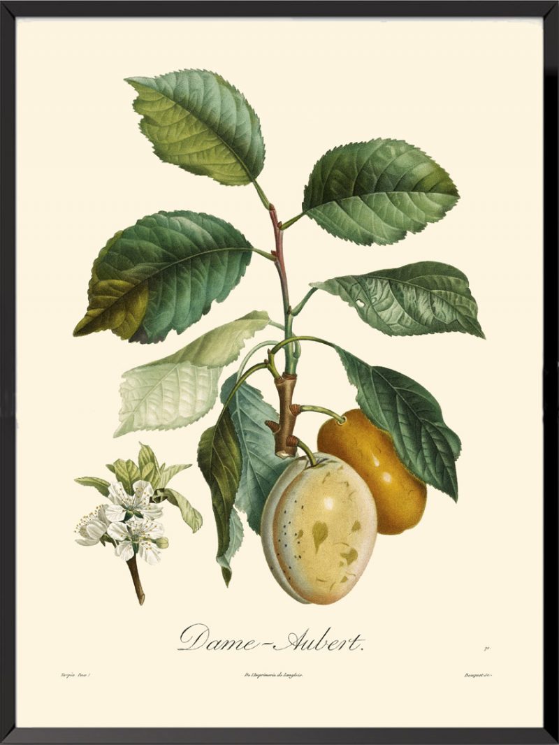 Illustration Poiteau Turpin Dame Aubert