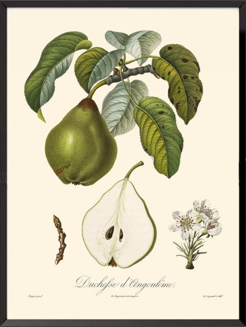 Illustration Poiteau et Turpin Duchesse d'Angoulême