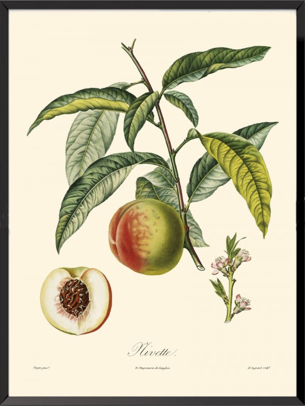 Illustration Poiteau Turpin Nivette