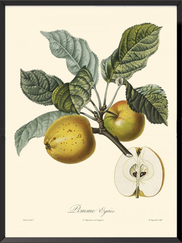 Illustration Poiteau Turpin Pomme Eyries