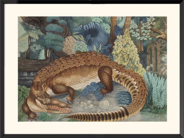 Illustration Le Caïman Aloys Zötl