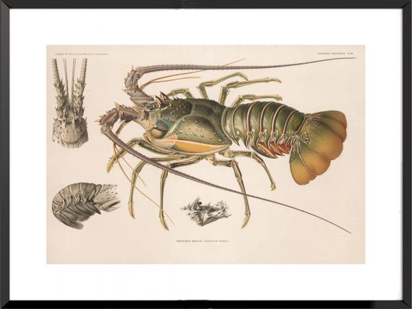 Illustration langouste royale