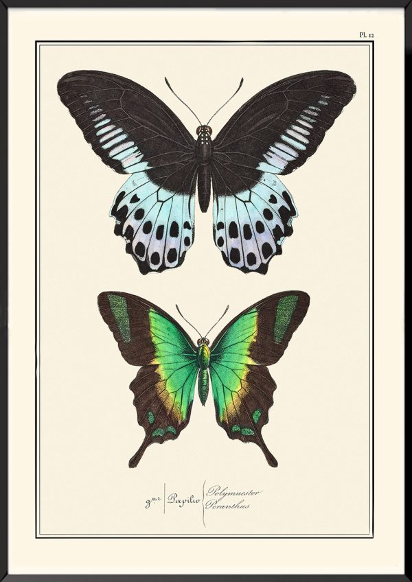 Papillons Pierre-Hippolyte Lucas
