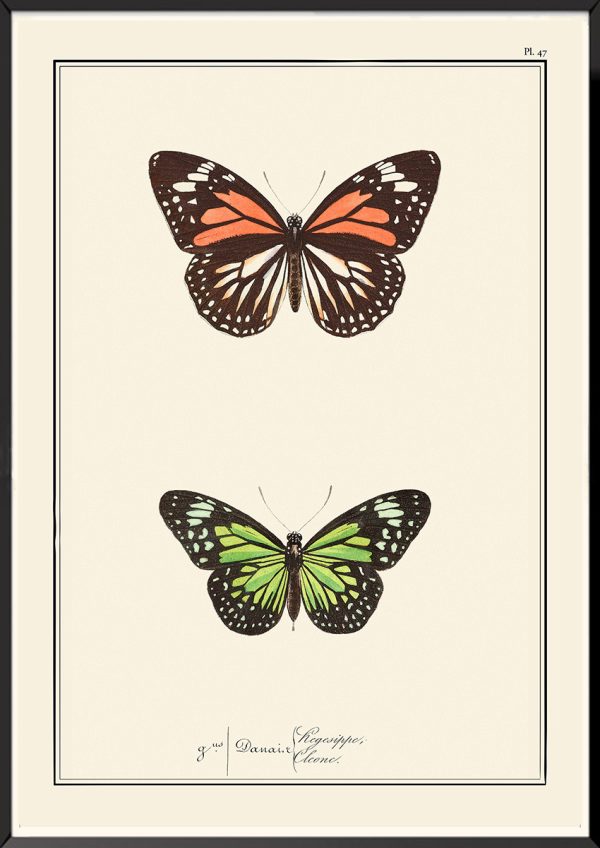 Papillons Pierre-Hippolyte Lucas