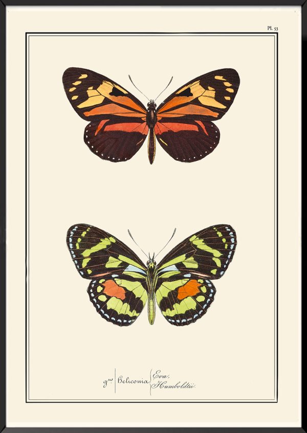 Papillons Pierre-Hippolyte Lucas
