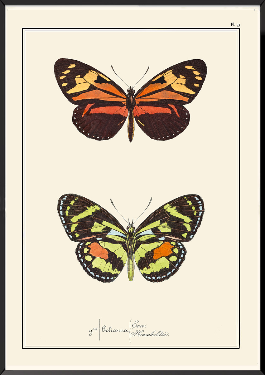 Papillons Pierre-Hippolyte Lucas