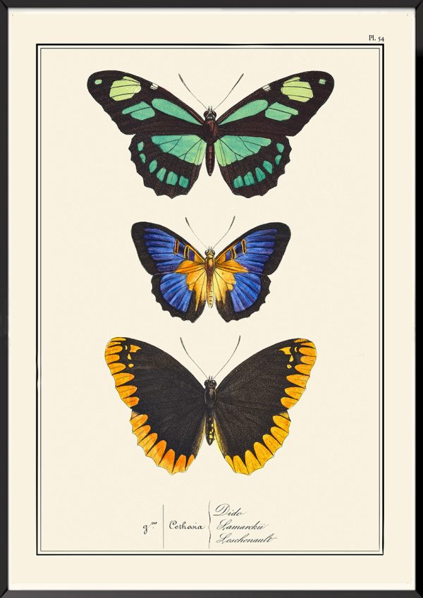 Papillons Pierre-Hippolyte Lucas