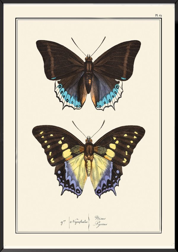 Papillons Pierre-Hippolyte Lucas