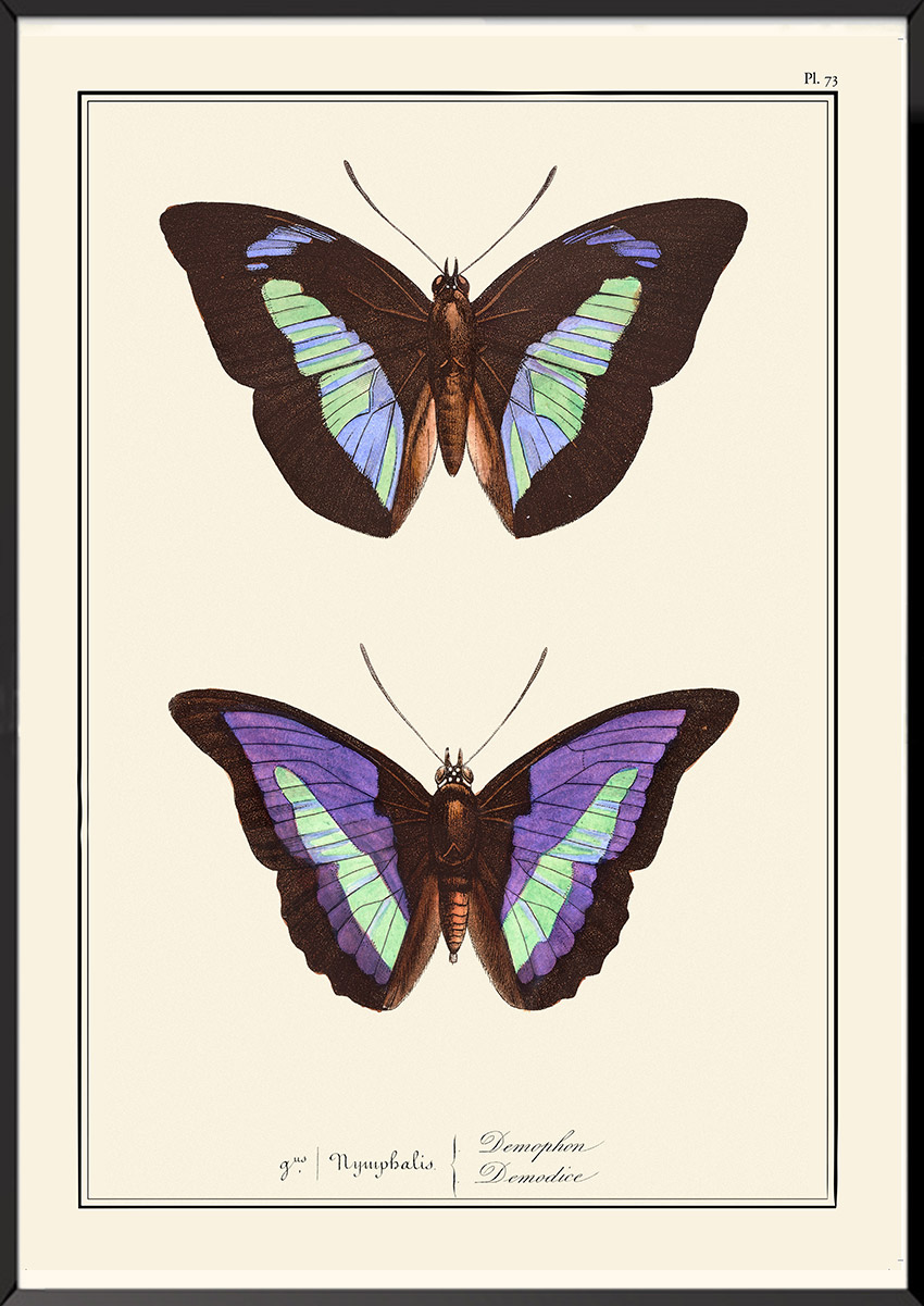 Papillons Pierre-Hippolyte Lucas