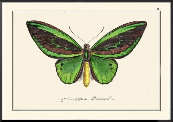 Papillons Pierre-Hippolyte Lucas
